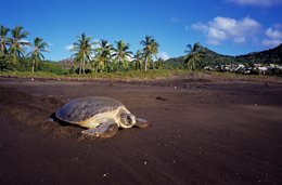 Beach;-Black-sand;-Coconut-palms;-Comoros-Archipelago;-France;-Indian-Ocean;-Kaleidos;-Kaleidos-images;-La-parole-à-limage;-Laurent-Abad;-Mayotte;-Reptile;-Sea-turtle;-Stories-Pictures;-Turtle;-Wildlife